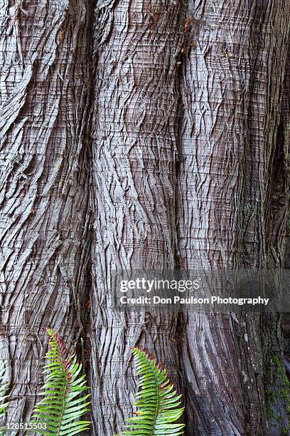 usa, washington state, western red cedar thuja plicata bark with sword ferns polystichum munitum at base - polystichum munitum stock pictures, royalty-free photos & images