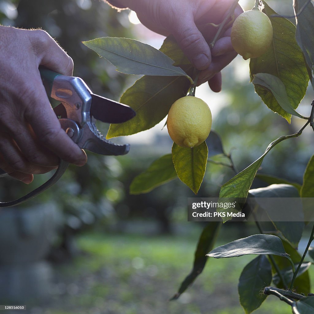 Italy, Man prunes lemon tree in early spring