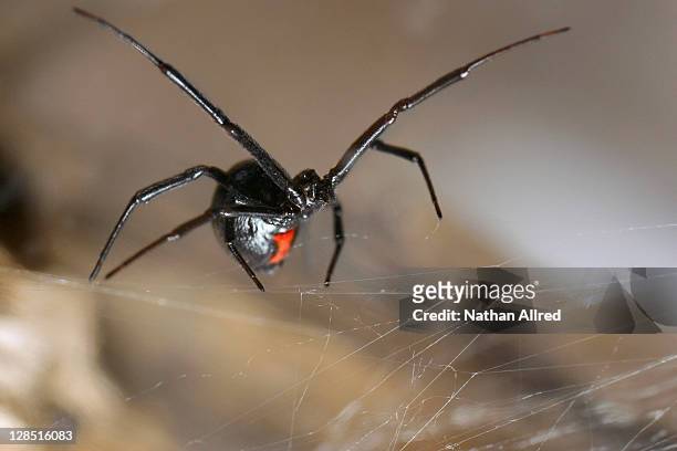 close-up of a black widow spider - black widow spider fotografías e imágenes de stock