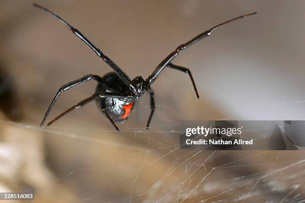 close-up of a black widow spider - vedova nera foto e immagini stock