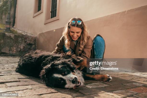 junge dame und ihr charmanter hund teilen besondere momente im freien - bernese mountain dog stock-fotos und bilder