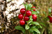 Brush of bright red glossy ripe shiny lingonberries in the sunlight of a summer day. Colorful wallpaper of redberry. Cowberry or Lowbush Cranberry or Mountain cranberry or Vaccinium vitis-idaea.