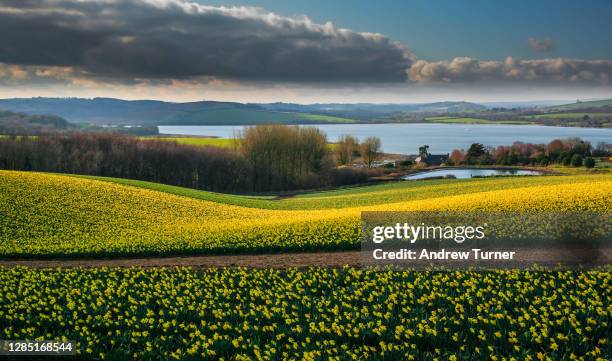 antony daffodils - daffodil field stock pictures, royalty-free photos & images