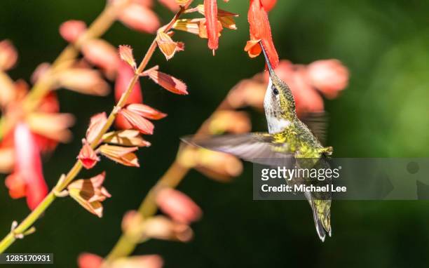 ruby throated hummingbird - new york - ruby throated hummingbird stock pictures, royalty-free photos & images