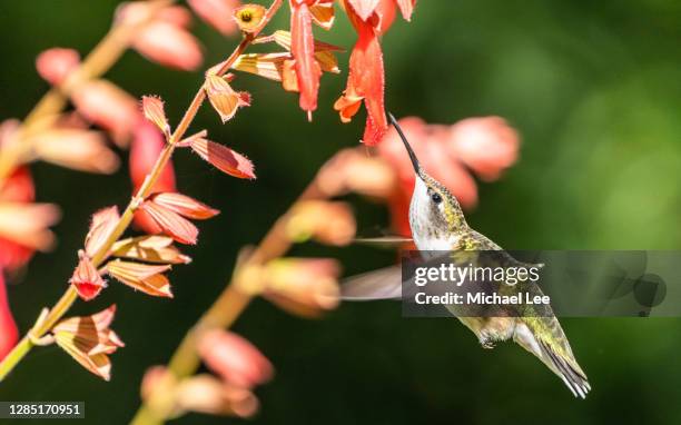 ruby throated hummingbird - new york - ruby throated hummingbird stock pictures, royalty-free photos & images