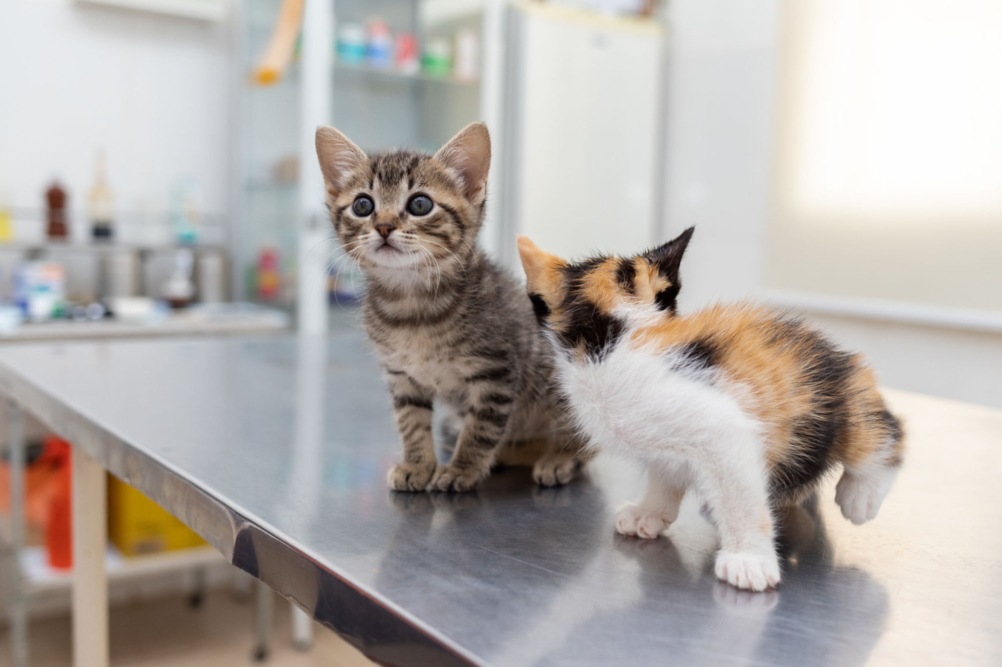 Two curious kittens in the veterinarian's office Two curious kittens in the veterinarian's office