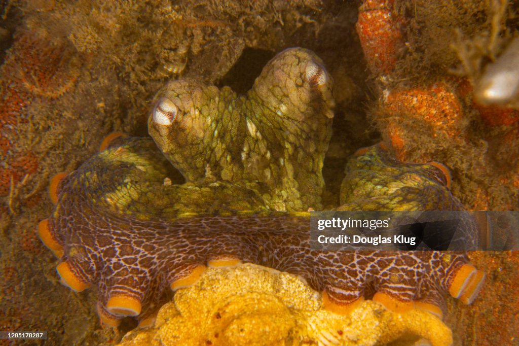 OctoJul2-20