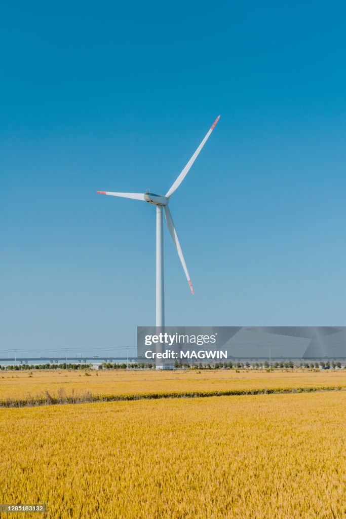 Windmill Rice Long Rice Rural Autumn Landscape With Windmill And Rice Field High-Res Stock ...