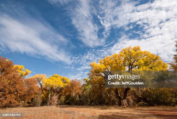 fremont cottonwood in the fall - cottonwood stock pictures, royalty-free photos & images