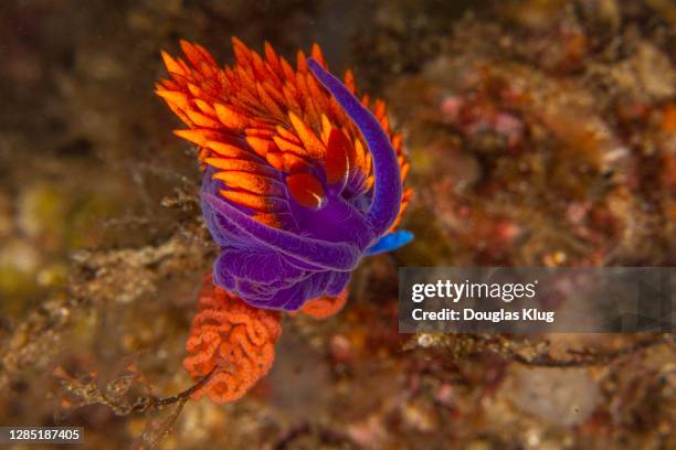 nudibranch6jul18-20 - channel islands national park stock pictures, royalty-free photos & images