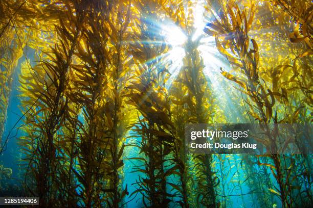 kelpsunburst7feb8-20 - seaweed stock pictures, royalty-free photos & images