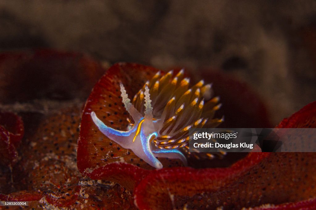 Nudibrannch4Jan4-20