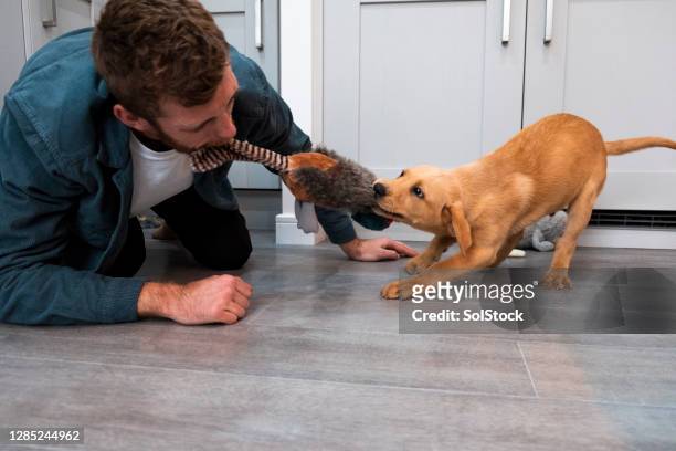 tug of war with fox red labrador puppy - dogs tug of war stock pictures, royalty-free photos & images