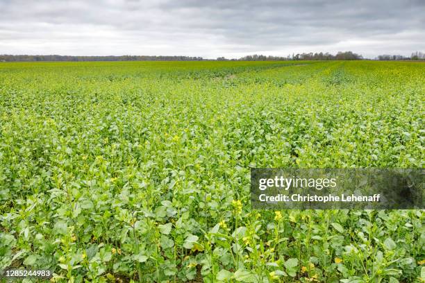 filed mustard in seine et marne, france - mustard plant stock pictures, royalty-free photos & images