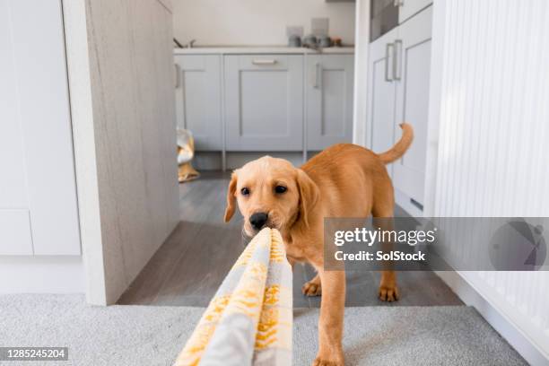 mischievous puppy - dogs tug of war stock pictures, royalty-free photos & images