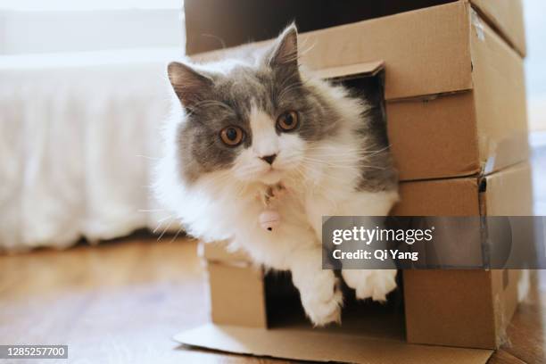 cat hiding in a paper box - munchkin kitten bildbanksfoton och bilder