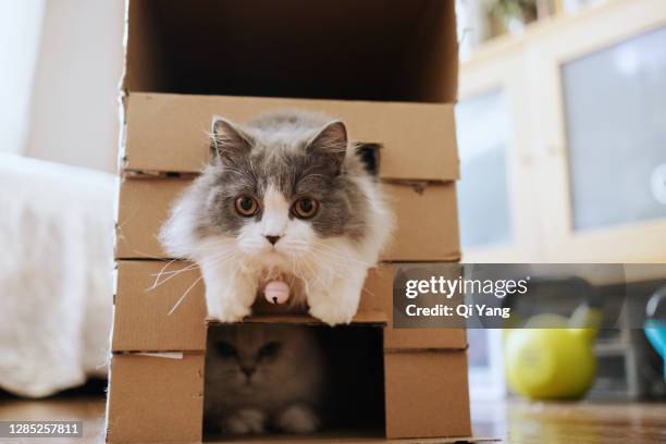 two cats hiding in a paper box - munchkin cat bildbanksfoton och bilder