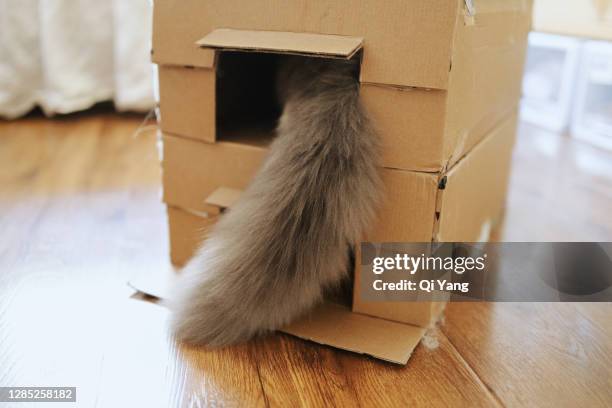 cat hiding in a paper box - munchkin cat bildbanksfoton och bilder