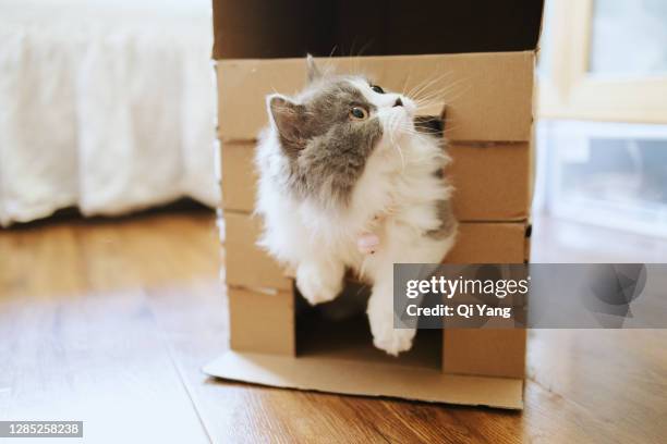 cat hiding in a paper box - munchkin cat bildbanksfoton och bilder