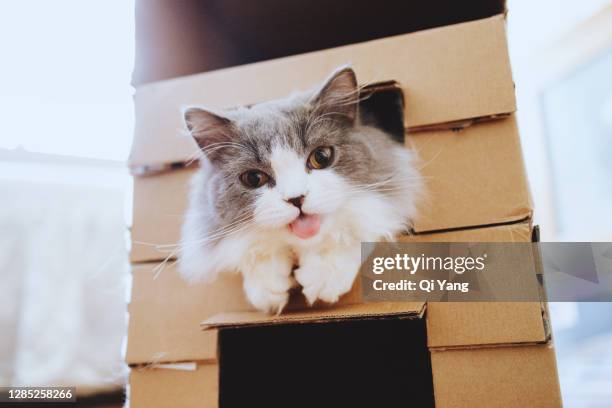 cat hiding in a paper box - cat box stockfoto's en -beelden