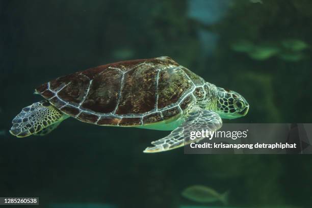 1 951点の亀 イラストのストックフォト Getty Images 1 951点の亀 イラストのストックフォト Getty Images