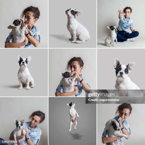 young woman portraits playing with her french bulldog puppy over gray background. hugging, pet friendship, isolated gray background, studio shot - friends studio shot stock pictures, royalty-free photos & images