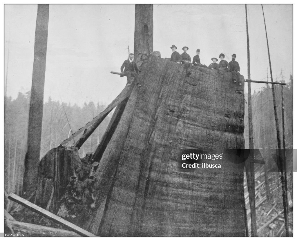 Antique black and white photo of the United States: Lumberjacks picnic