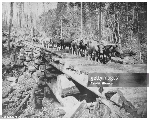 antique black and white photo of the united states: redwoods, california - forestry industry stock illustrations