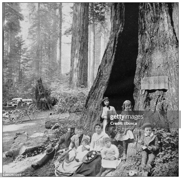 antique black and white photo of the united states: camping among the big trees - family at a picnic stock illustrations