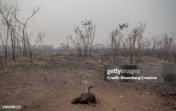 dead water buffalo - pantanal wetlands stock-fotos und bilder