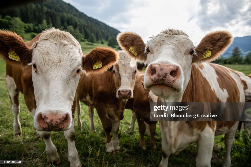 Cows In An Alpine Meadow