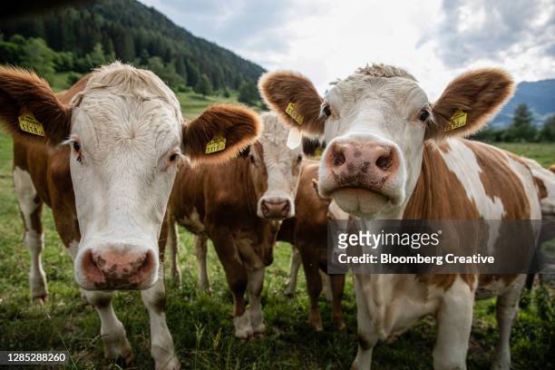 cows in an alpine meadow - viehweide stock-fotos und bilder