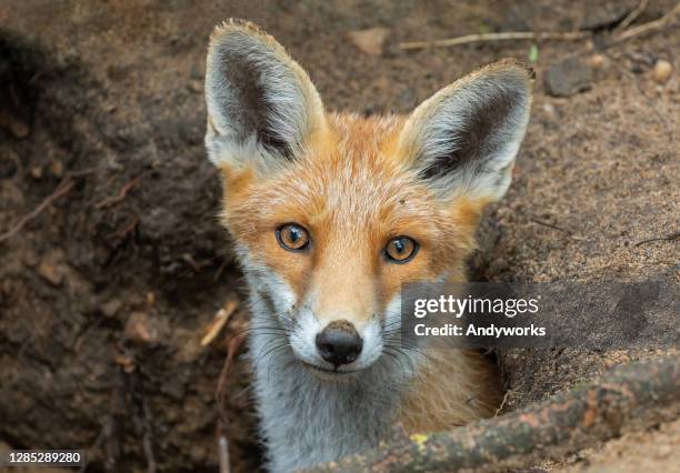 beautiful red fox - burrow stock pictures, royalty-free photos & images