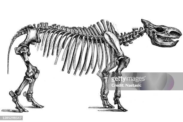 1,226 Animal Skeleton Engraving Photos and Premium High Res Pictures -  Getty Images