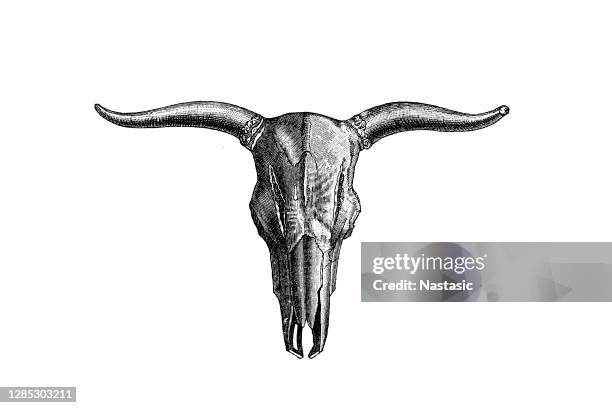 ilustraciones, imágenes clip art, dibujos animados e iconos de stock de aurochs, también conocido como urus or ure (bos primigenius), es una especie extinta de ganado salvaje grande que habitaba asia, europa y el norte de africa - cow head