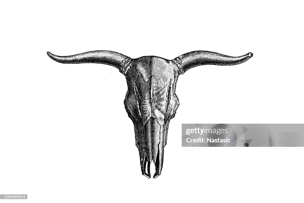 Aurochs, also known as urus or ure (Bos primigenius), is an extinct species of large wild cattle that inhabited Asia, Europe, and North Africa