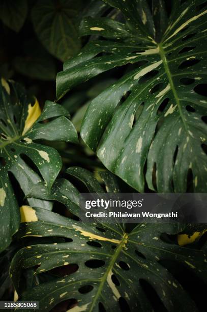 close-up of a monstera leaf in a garden. - arum family stock pictures, royalty-free photos & images