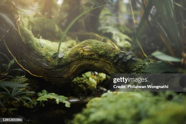 tropical rain forest of asian. macro photo branch with moss and roots, blurred focus - moss stock-fotos und bilder