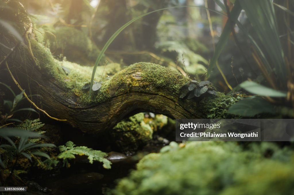 Tropical rain forest of Asian. Macro photo branch with moss and roots, blurred focus