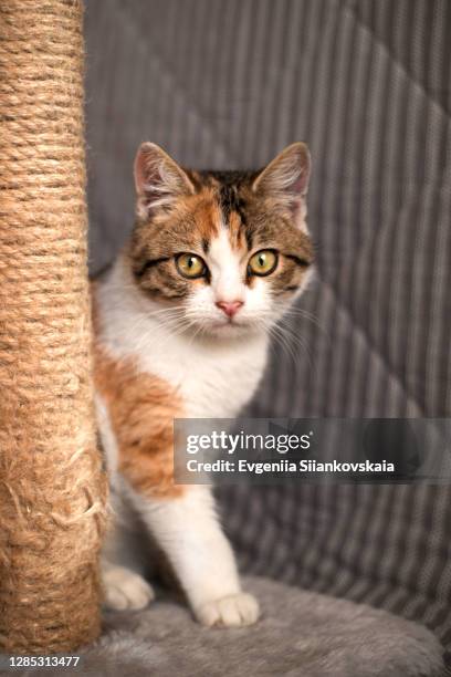 Scratching Post Texture Photos and Premium High Res Pictures - Getty Images