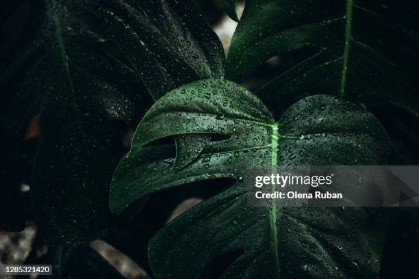 big green monstera leaves with dew drops - rainforest garden ストックフォトと画像