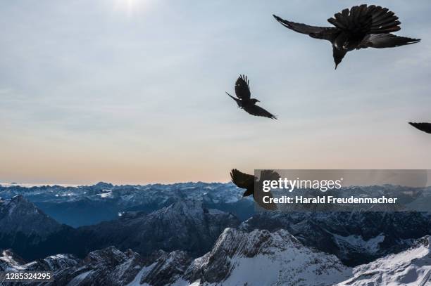 bayrische alpen von der zugspitze aus gesehen zum sonnenaufgang - kauwberg stockfoto's en -beelden