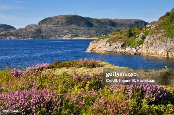 landscape with rocks and mountains by the sea. blooming heather on a nice day with blue sky. - heather stockfoto's en -beelden