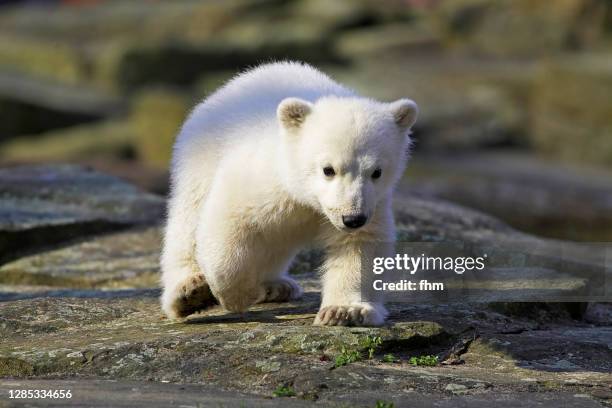 polar bear - polar climate stockfoto's en -beelden