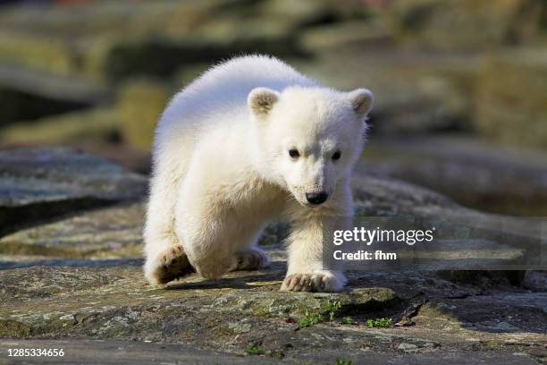 polar bear - polar bear bildbanksfoton och bilder