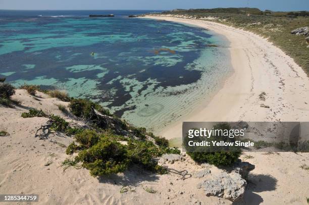 rottnest island beach - rottnest island stock pictures, royalty-free photos & images