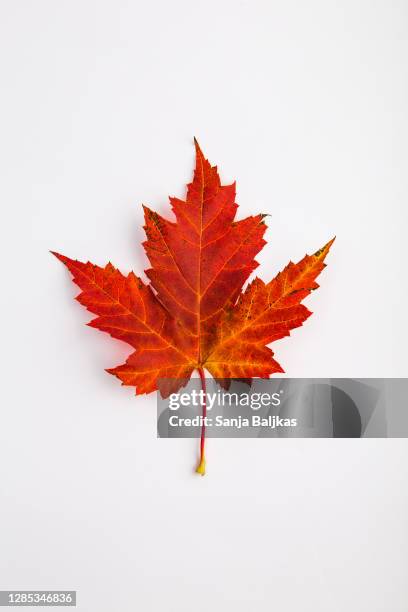 closeup of red maple leaf - maple leaf isolated stock pictures, royalty-free photos & images