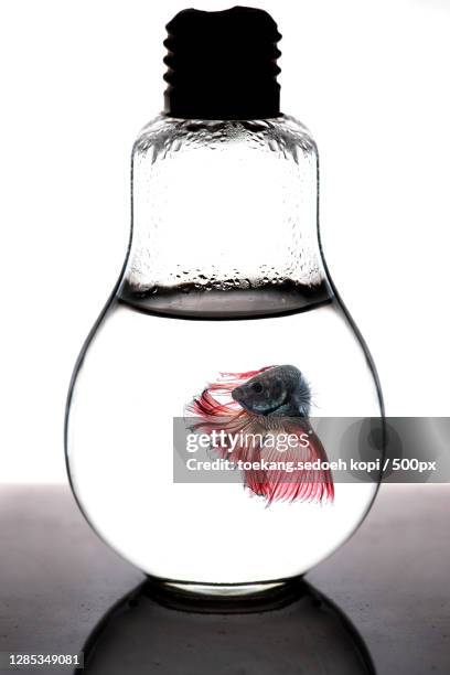 Fish In Light Bulb 191 Lightbulb Fish Stock Photos, High-Res Pictures, and Images - Getty ...