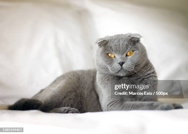 close-up portrait of cat relaxing on bed - schotse-vouwoorkat stockfoto's en -beelden