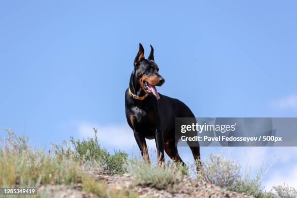 low angle view of doberman standing on hill against clear sky - ドーベルマン ストックフォトと画像